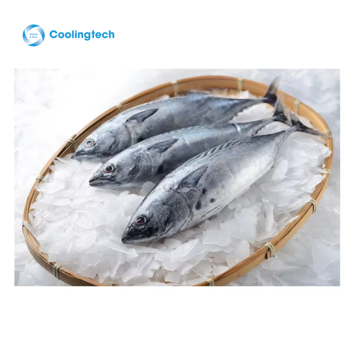 Máy Làm Đá Vảy 380kg ZHP-0.8T